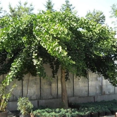ginkgo-biloba-pendula-4-year-graft1 — копия